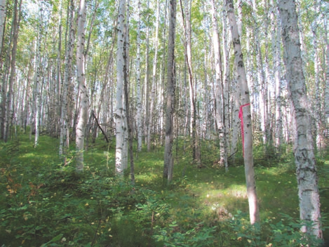 This forest floor is shaded by an over-story canopy