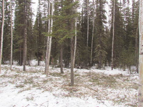 An overstocked stand of spruce is thinned to re-duce fuels near Tok, Alaska.