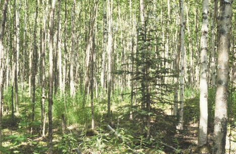 Shade-tolerant, longer lived and slower growingwhite spruce