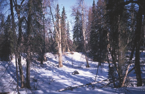 Forest succession proceeds from a new forest toan old-aged climax forest 