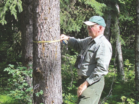 A forester takes the DBH of a tree with a diametertape.