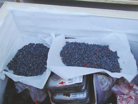 Non-timber forest products like these blueberries