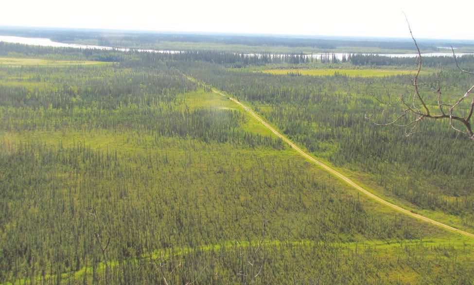 This wetland muskeg forest of black spruce is in the Tanana River watershed.