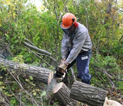 A tree that is hanging may be cut from the top. 