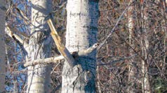 Dead tops and hanging branches are called “widowmakers”