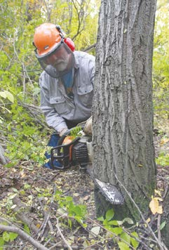 The “face cut” is made on the side of the tree toward which it should fall.