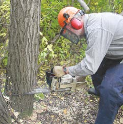 Begin the “felling cut” one inch above the point formed by the face cut. 