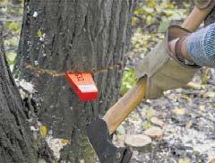 Tap a felling wedge in to the felling cut to avoid pinchingthe saw ...