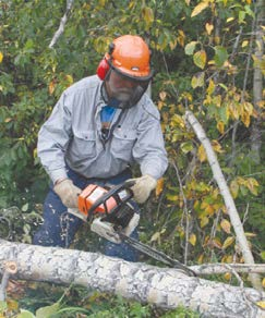 Cut hanging branches on the top of the branch.