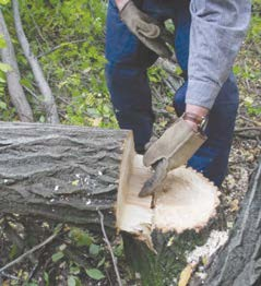 Leave a hinge of wood between the felling cut and face cut.