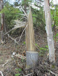 Improperly cut, this tree split and fell back toward the sawyer. 