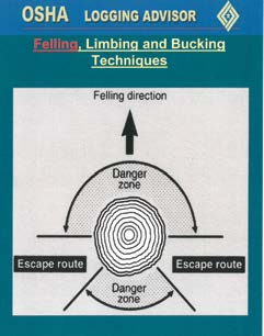 The desired escape routes when felling trees.