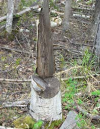 This poorly cut tree was a danger to the sawyer when it split.