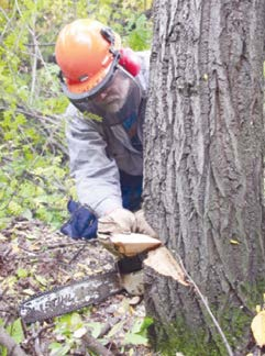 After completing the second cut, remove the wedge of wood.