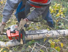 The sawyer uses this chainsaw’s 16-inch bar to measure firewood