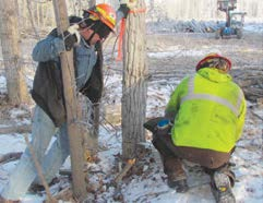 Both the sawyer and helper must be careful of the saw when making the felling cut.