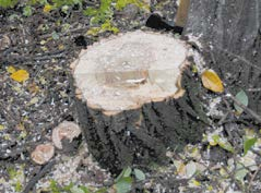 Tree stump