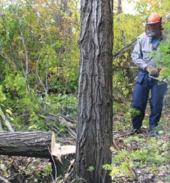 As the tree falls shout “timber,” turn off the saw and pull it out of the cut.