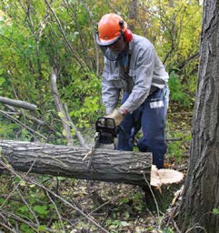 A tree stuck on the stump may be started at the top ...