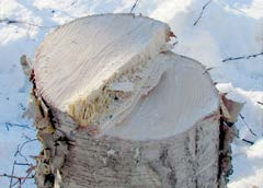 Above and below: What a well-cut tree stump should look like.