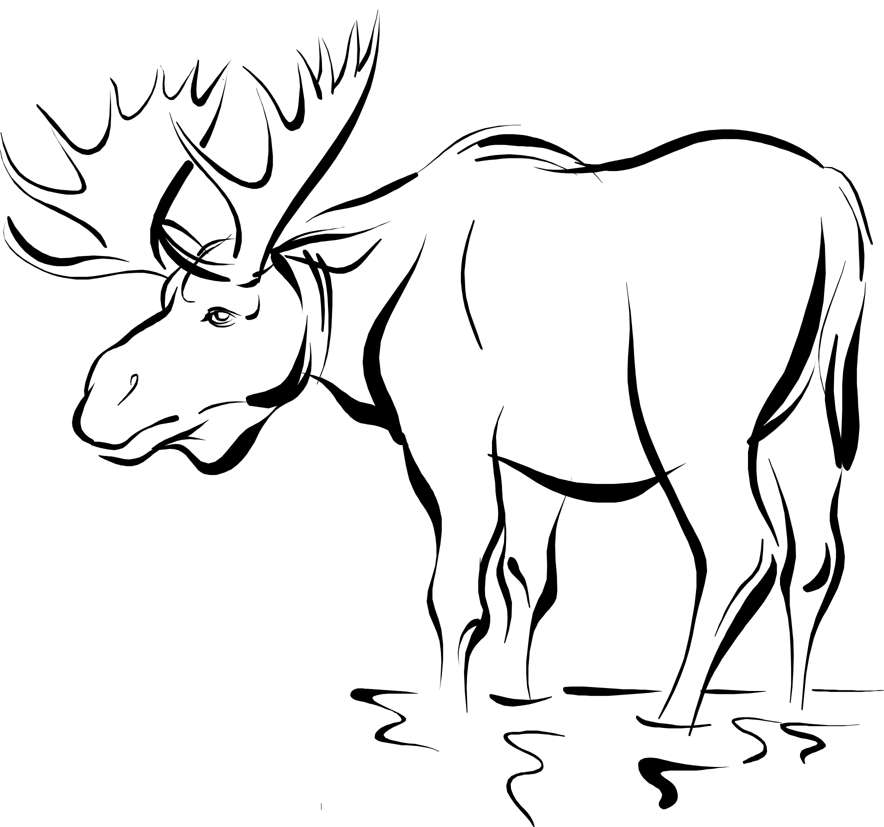 Moose illustration