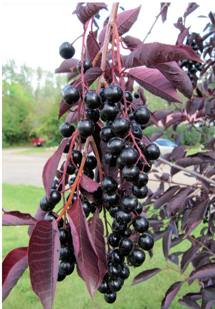 Chokecherry plant with berries