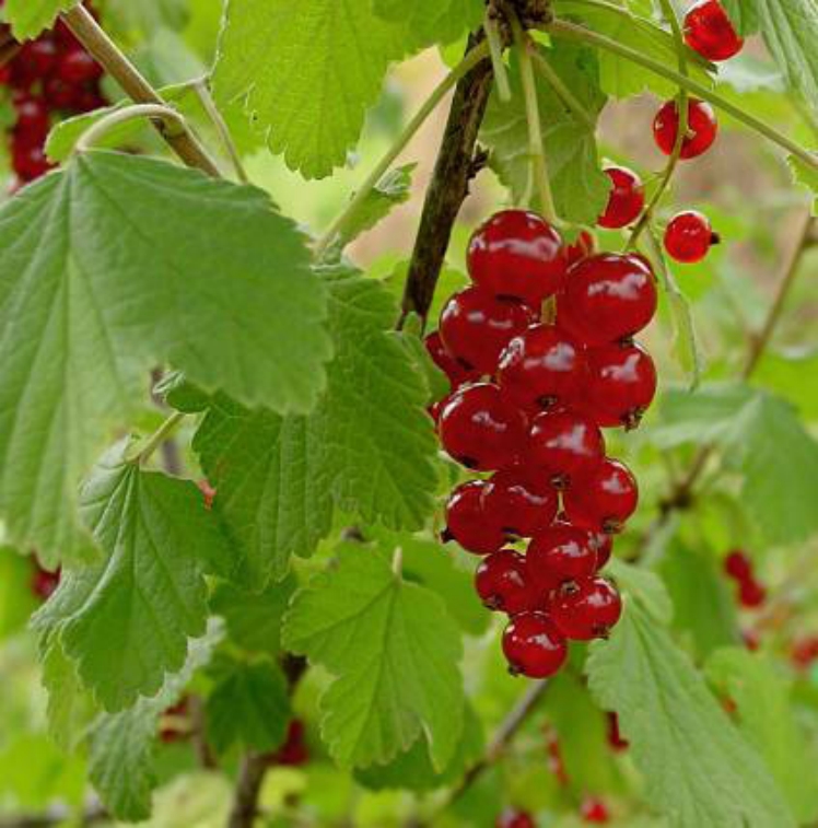 Group of currants