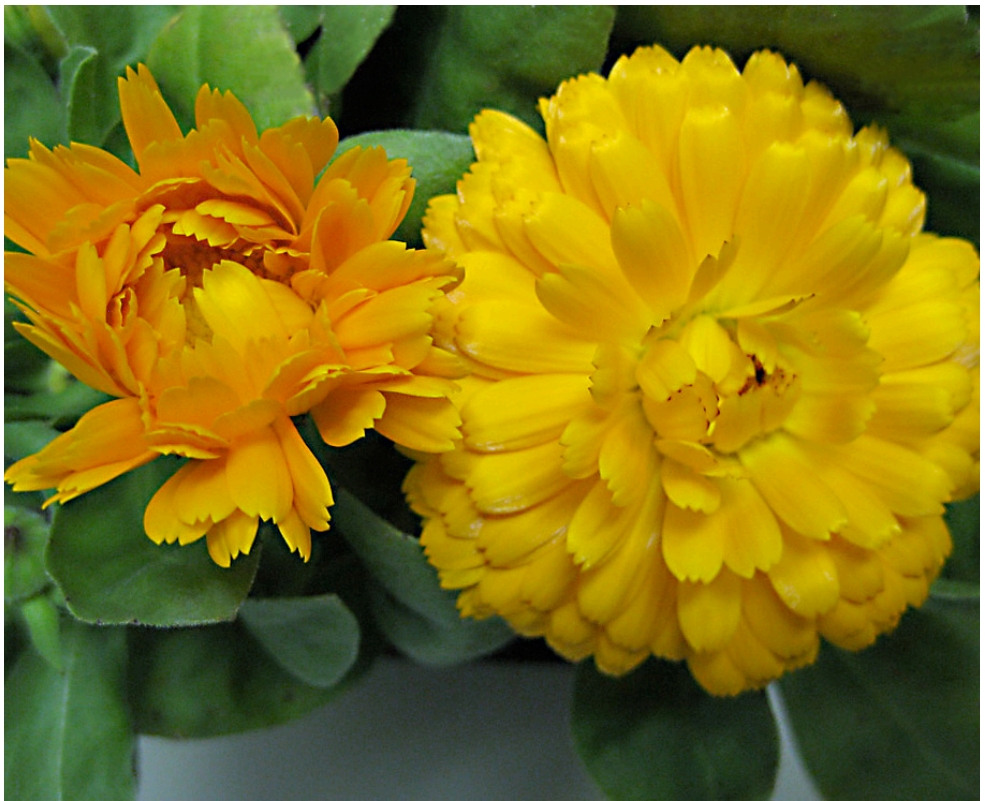 Calendulas flower