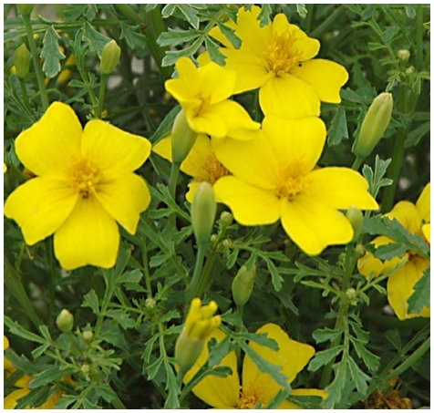 Group of yellow flowers in a row