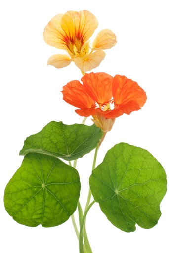 Stem and leaves with flower