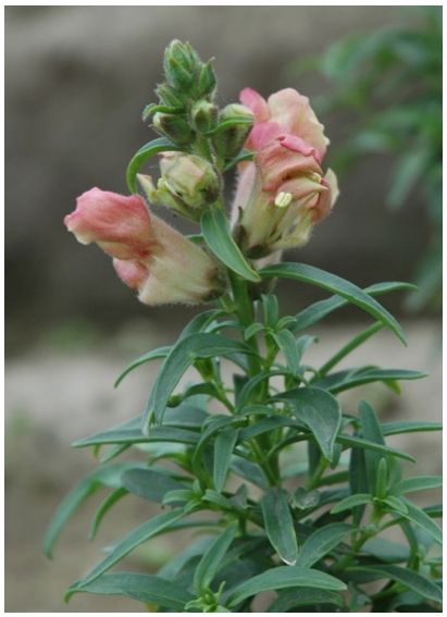 Small pink flowers on leafy stems