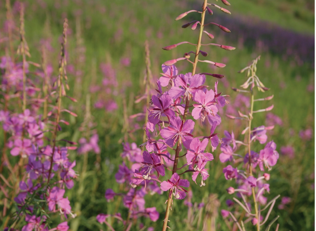 Pink flowers on long leafy stems in a field