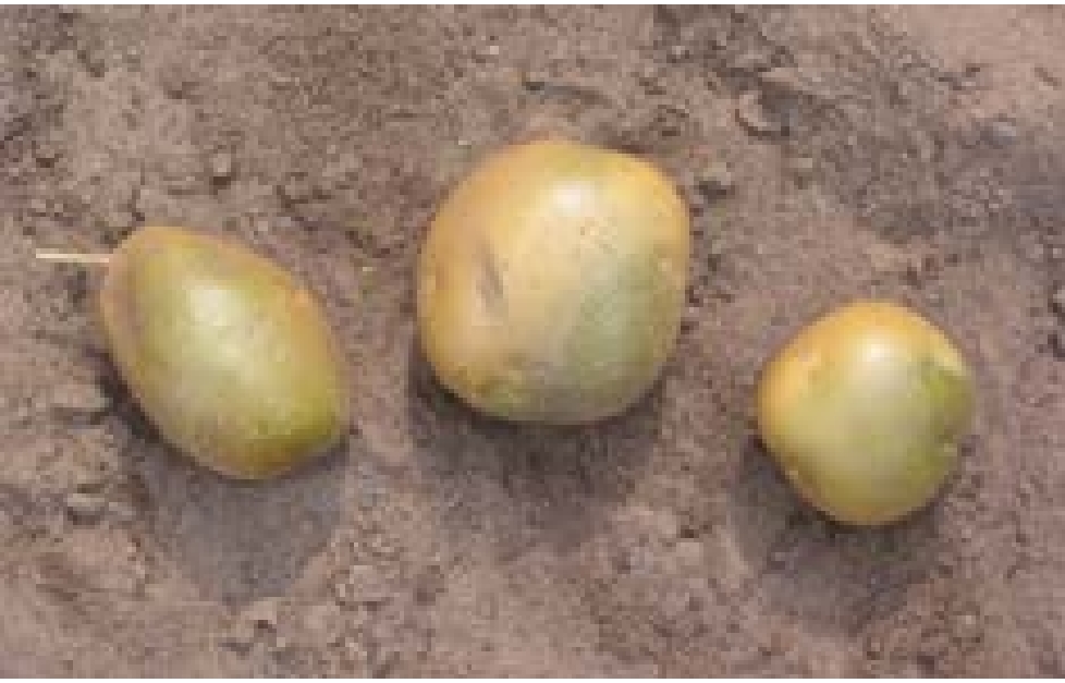 Three brownish and slightly spotted vegetables