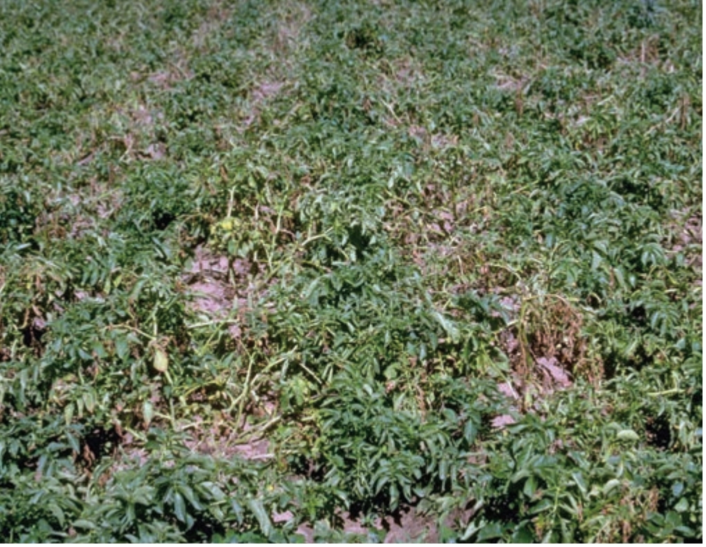 Potato field infected with late blight disease.