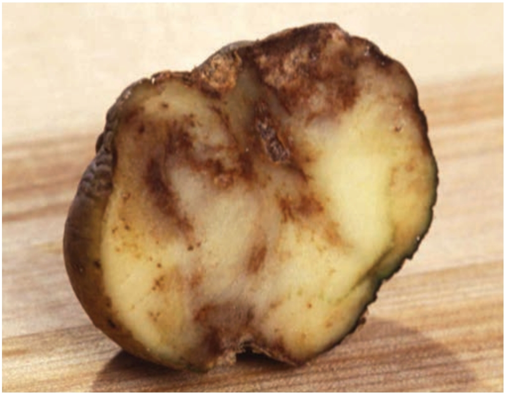 Cross section of potato infected with late blight.