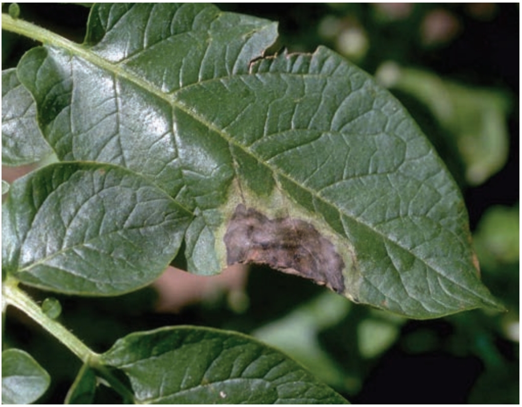 Late blight lesion on potato leaf.