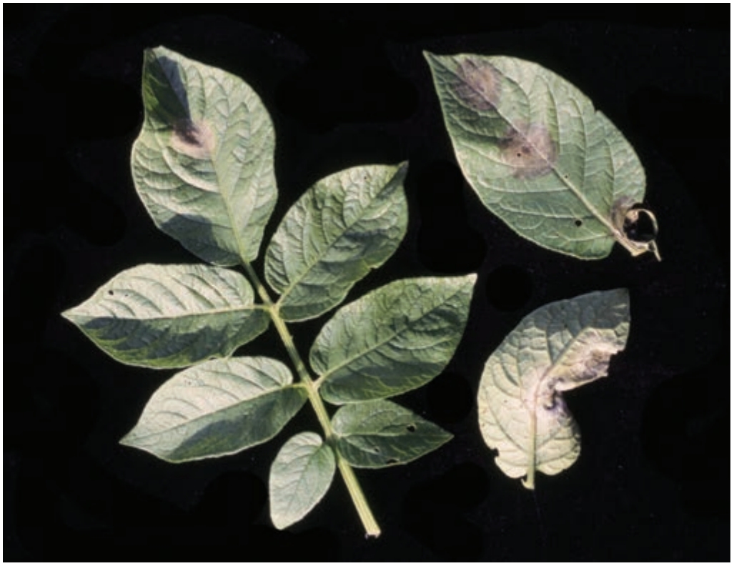 Late blight lesions on potato leaves.