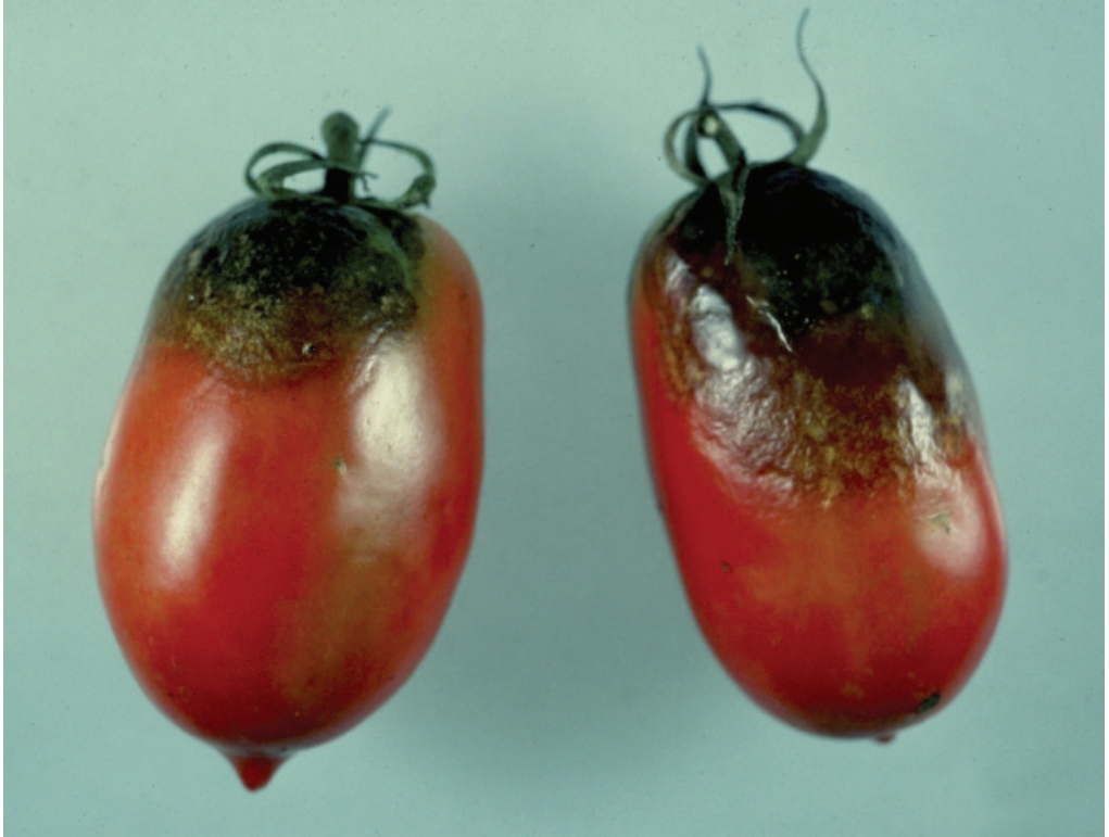 Blight in tomatoes