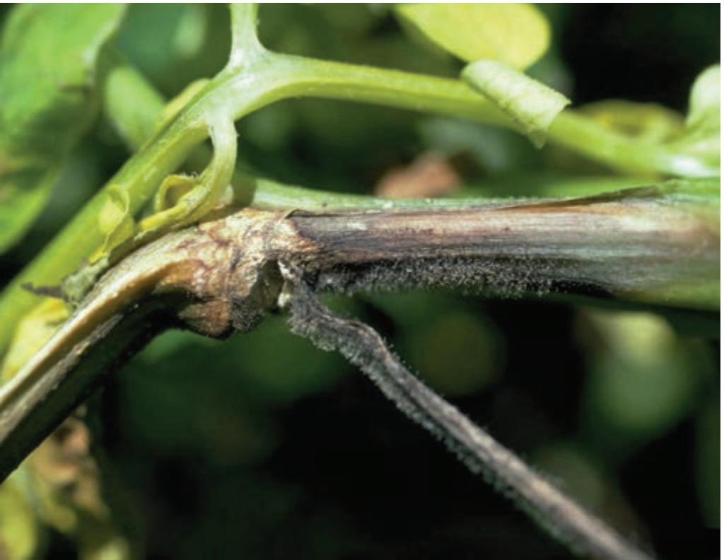 Late blight disease on potato vine.