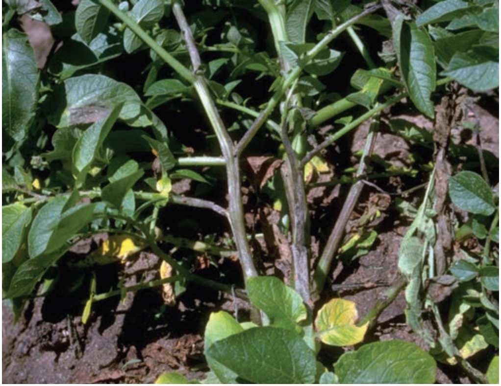 Late blight disease on potato vines.