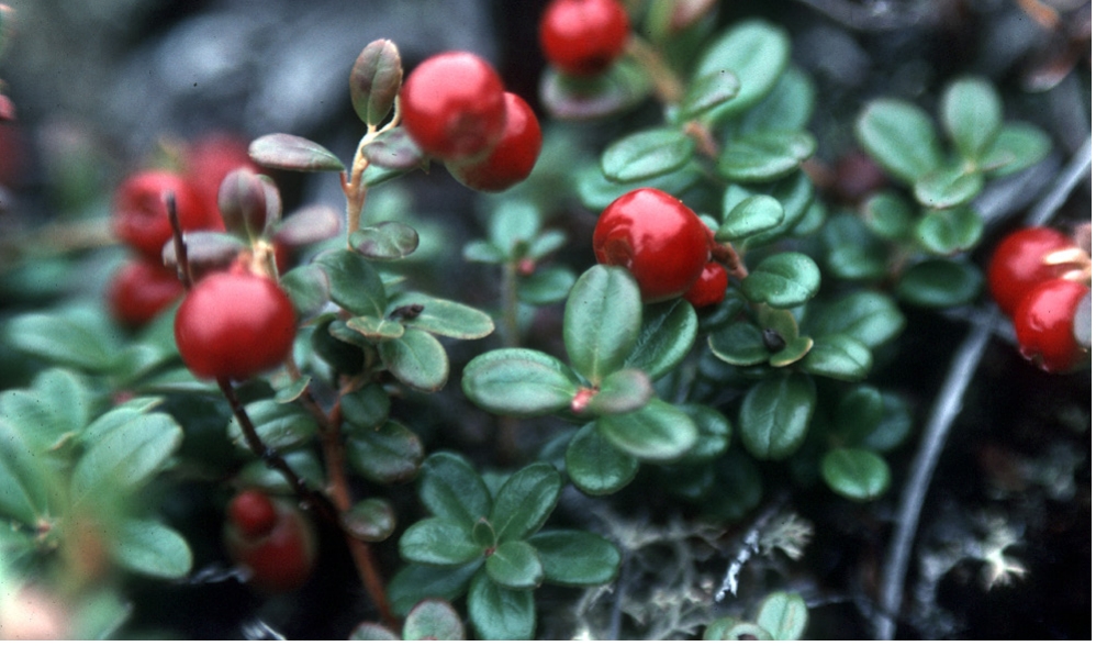 Bushes with red berries hanging from the stems