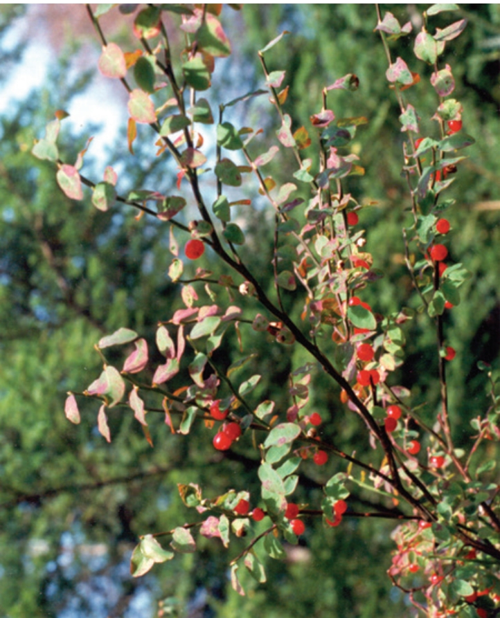 Red berries hanging from a green leafy stem