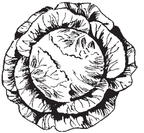 Round leafy vegetable with outer leaves loosely connected to a round inner portion