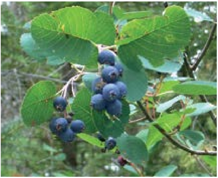Blue round berries hanging from a leafy stem