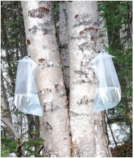 Two birch trees