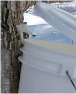 Bucket beside a birch tree.