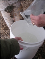 Gathering sap bucket