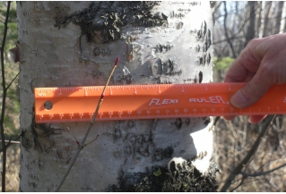 Measuring a birch tree