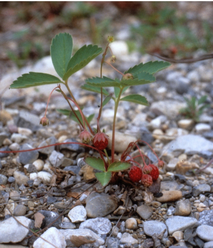 Leaves outcropping from rocky dirt, with berries on the ground