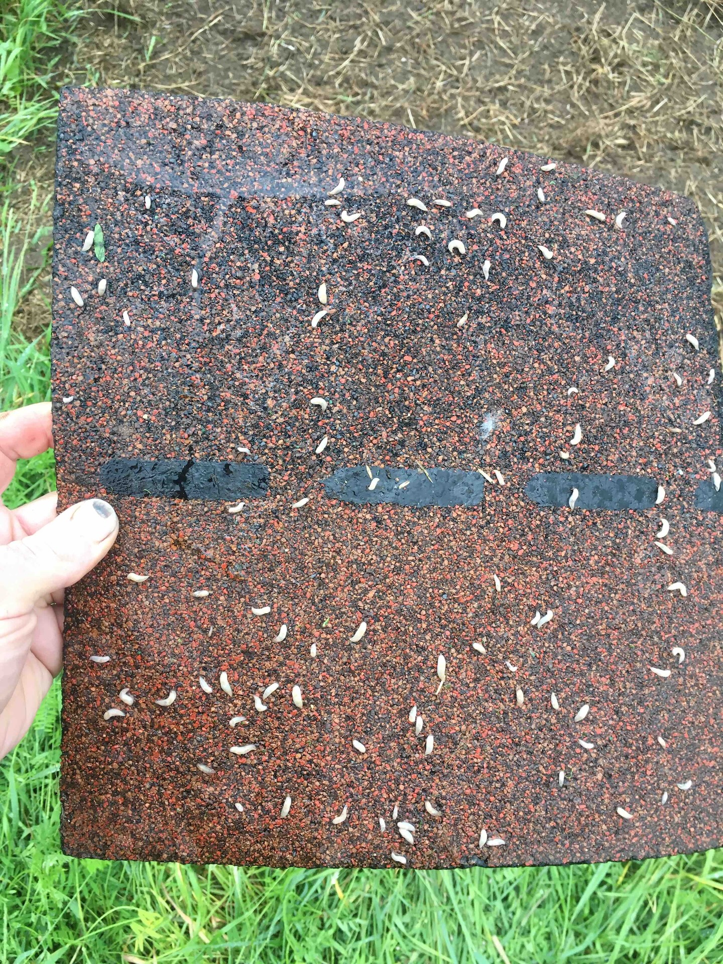 Slug Refuge Slug refuge trap being held in hand